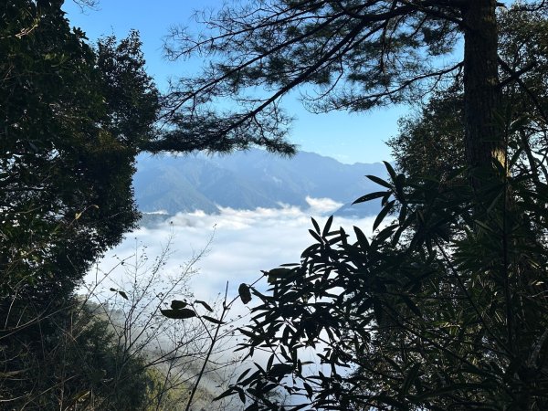 1140209雪見北坑山大板根
