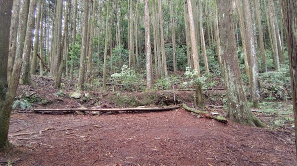 粉紅水晶蘭(長壽山~醜崠山下切出林道24.5k)2186308