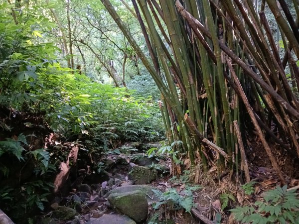 坪林區南闊瀨行(枋山坑古道+枋山坑崙+闊瀨越嶺保甲路O型)2916763