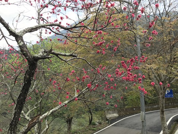 八仙山國家森林遊樂區步道201703061961690