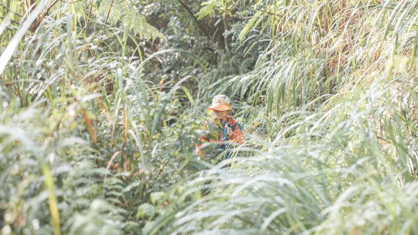 探訪台北溪流之美｜桶後越嶺古道（礁溪-烏來）2911742