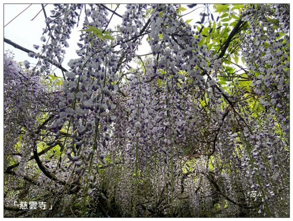 阿里山慈雲寺の紫藤2782158