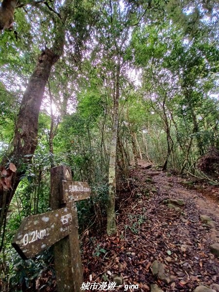 【苗栗。大湖】喜見雲海。 小百岳集起來。 編號37小百岳馬那邦山1509682