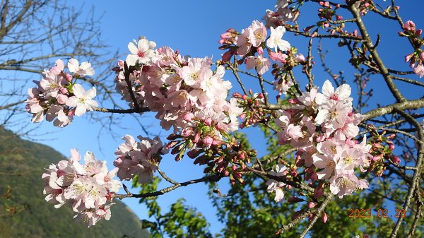追花是簡單的快樂，賞花是恬淡的幸福。2/282045062
