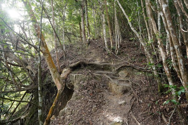 臺中 和平 阿冷山2645988