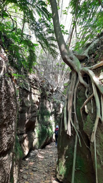 《彰化》原始峽谷｜八卦山一線天步道202502282723538