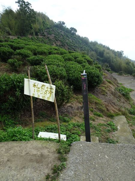 雲林古坑-大尖山 嘉義梅山-梨子腳山316910