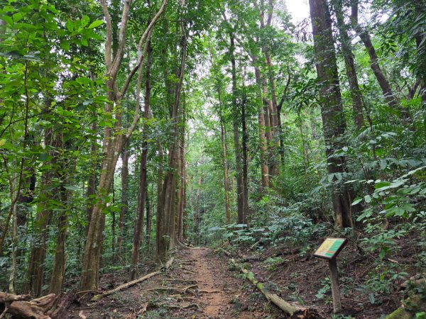 美濃雙溪樹木園（九芎林山）2652549