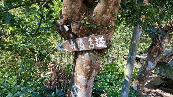 新店小粗坑赤蘆古道越嶺O型2784411