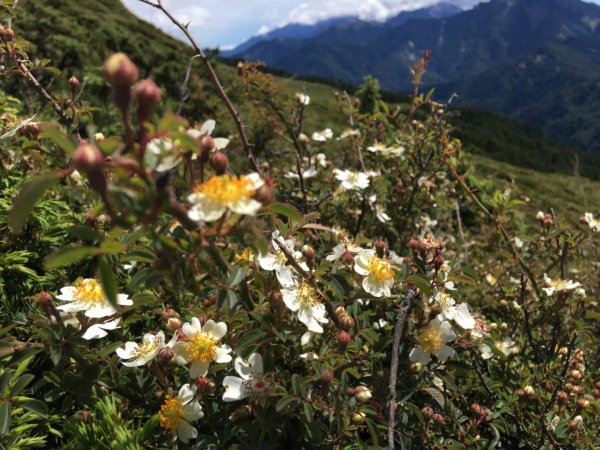 1090702合歡山北峰1037131