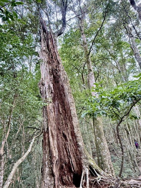 撒落一路楓紅-稍來山    2026.01.012976369