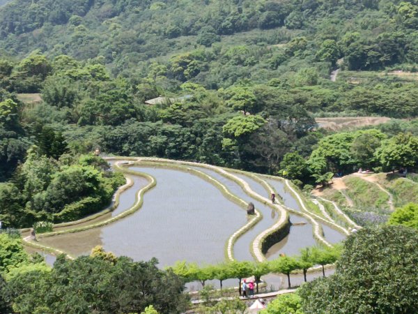 石門區嵩山百年水梯田鳶尾花祭+阡陌步道2763521