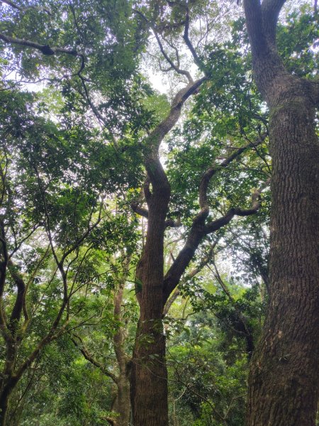 鳳鳴古道 鳳鳴山 南隘勇（南長城）古道 三湖山 八達嶺（龍骨）古道 綠色古道 延平古道2975294