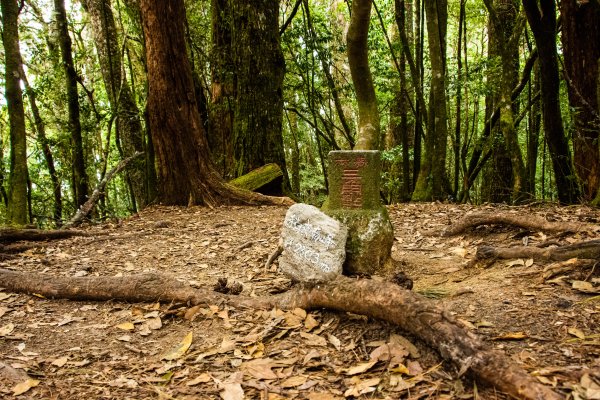 稍來山楓葉林2960900