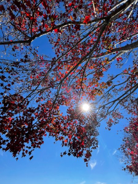 馬那邦山賞楓趣1549570