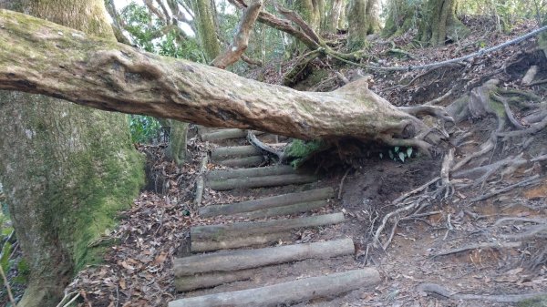 2020.03.08塔曼山872660