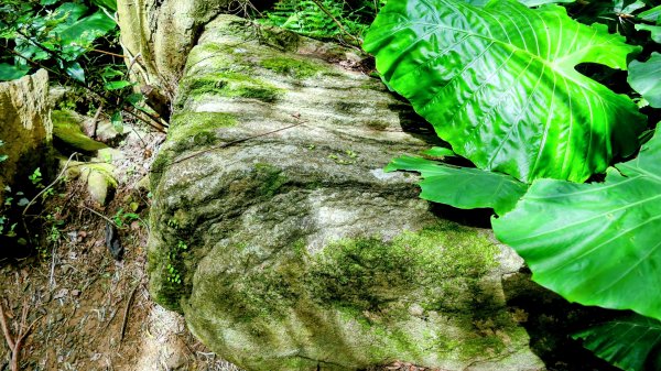 微笑山線百年大榕樹段2848417