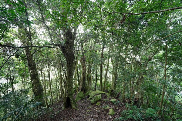 新竹 五峰 鬼澤山2634027