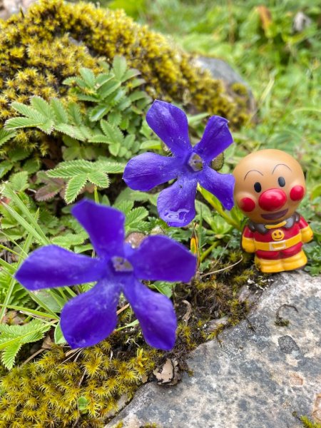 川藏33天深度之旅💙#稻城亞丁-來古冰川2902350