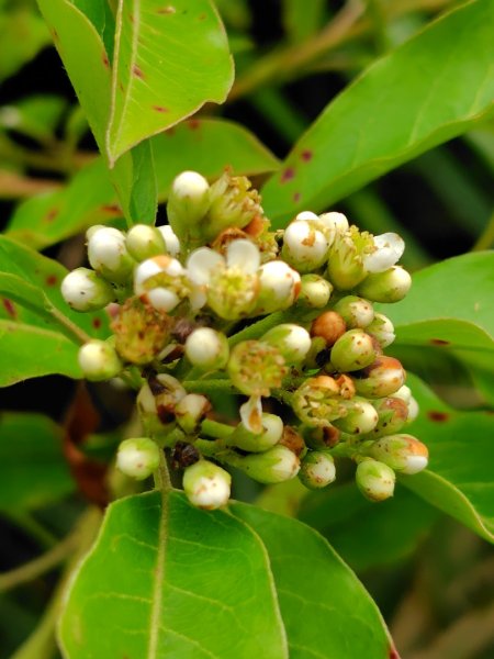稍來小雪山國家步道、船型山、鞍馬山、鞍馬山東北峰、天池、雪山神木2799755