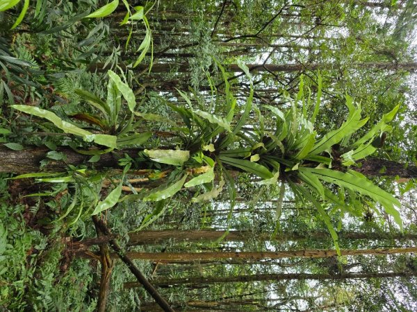 馬那邦山之雲海／雲瀑／楓紅／太陽琉璃光2676364