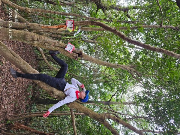 東勢大崙、東勢坑山、觀音湖山O走2986231