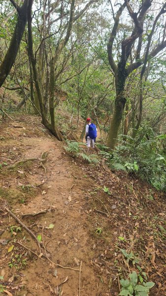 2025-01232淡蘭古道北二段(燦光寮古道到澳底)2696654