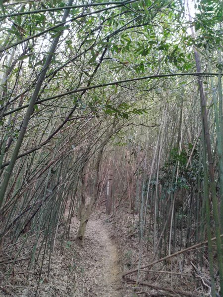 新竹芎林  文林古道1205717