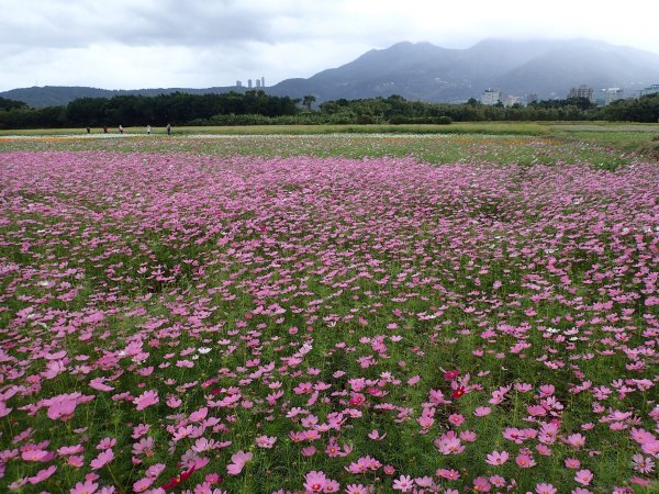 2020愛戀關渡, 花現幸福1189786