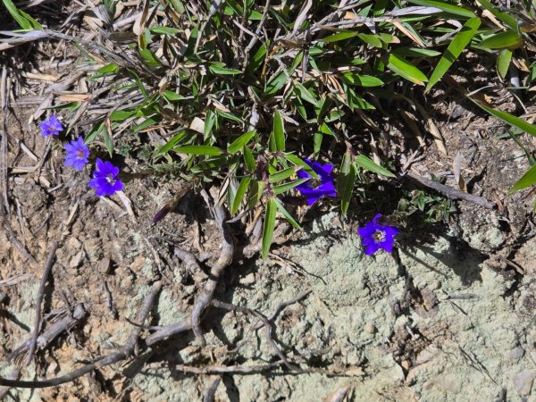 志佳陽大山（回程走高繞環山獵人登山步道）2542162