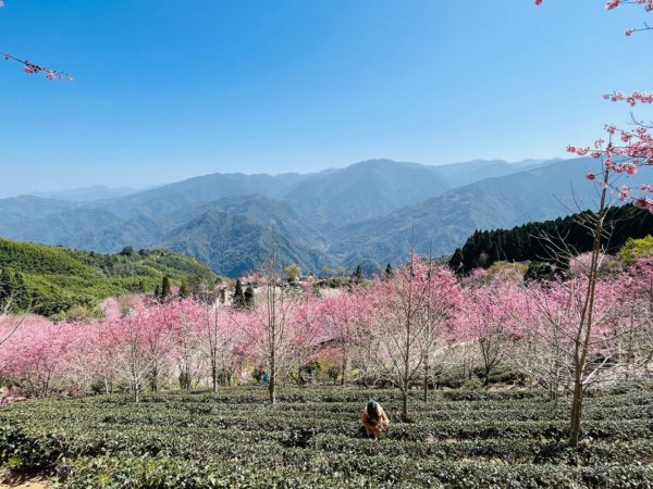 1120305山上人家-鵝公髻山2056728