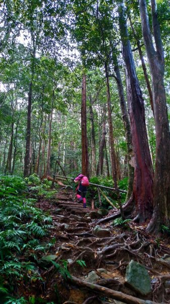 內鳥嘴山、北得拉曼長滿了【水晶蘭】895406