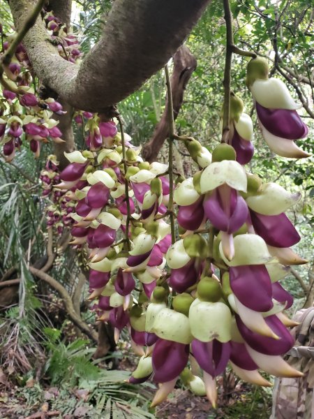 土城火焰山賞血藤（永寧捷運站＞南天母步道＞慈惠堂＞雷公岩＞太子嶺＞血藤花＞火焰山）