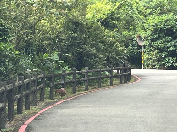 新北 瑞芳 無言的山丘2788496