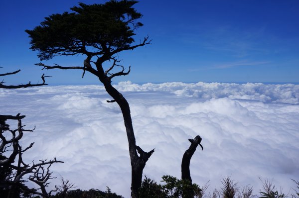 無與倫比的臺灣鐵杉與雲海～北大武山1125140