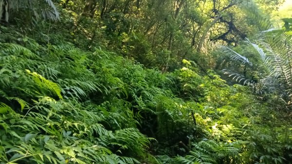 雙溪瑞芳區三貂嶺車站-幼坑古道-魚寮山-頂坑山-大煙囪-尪子崙坑-牡丹車站3128502