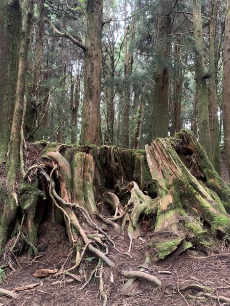 20250517義義兒玉山-東水山2791712