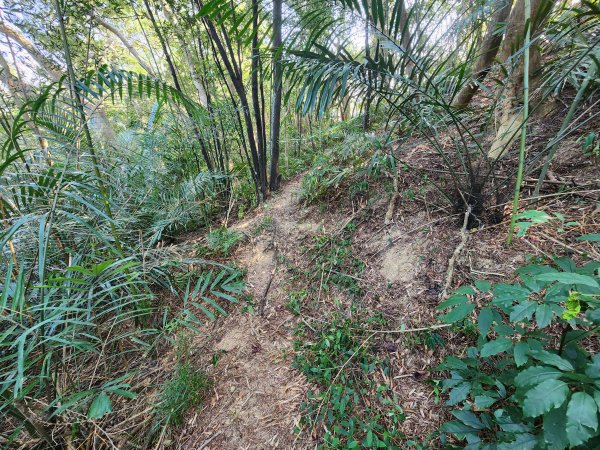 2026022面桶寮山小分林山大分林山3013039