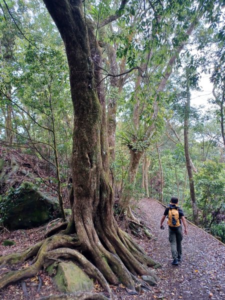 【苗栗大湖】山頂展望佳等到雲海。 馬那邦山登山步道2806797
