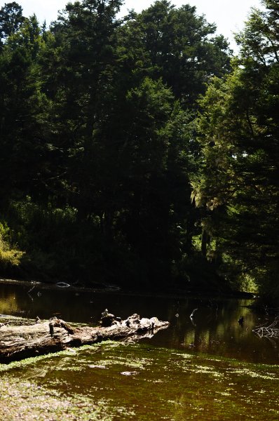 武法奈尾山天巒池872507