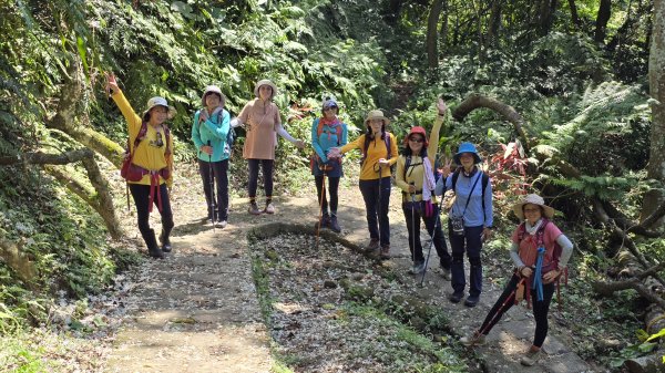 2025桐花大爆發，台灣最大的賞桐花景點，土城桐花公園、天上山及火焰山的桐花大爆發2776464