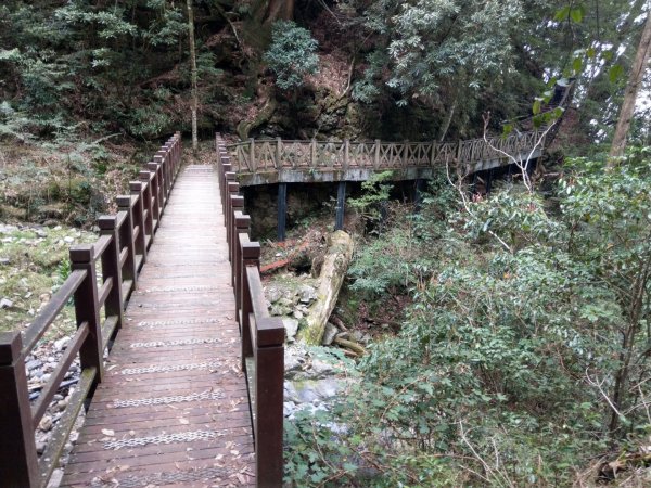 大雪山小神木步道+環站步道914519