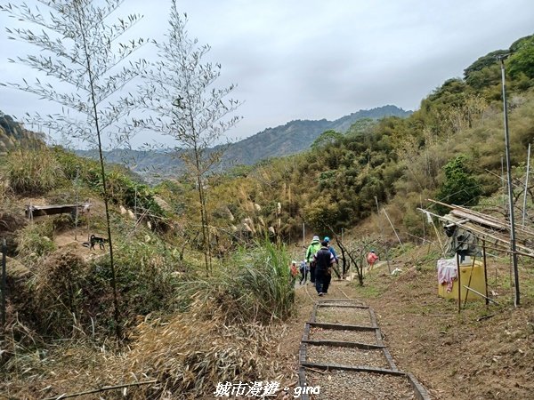 【台中和平】 雙崎部落款款行。 埋伏坪登山步道 (埋伏坪山)2082125