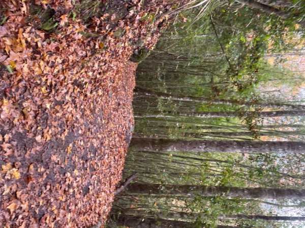 霞喀羅古道-養老進-白石駐在所折返2677494