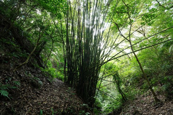 宜蘭 頭城 鶯子嶺2501337