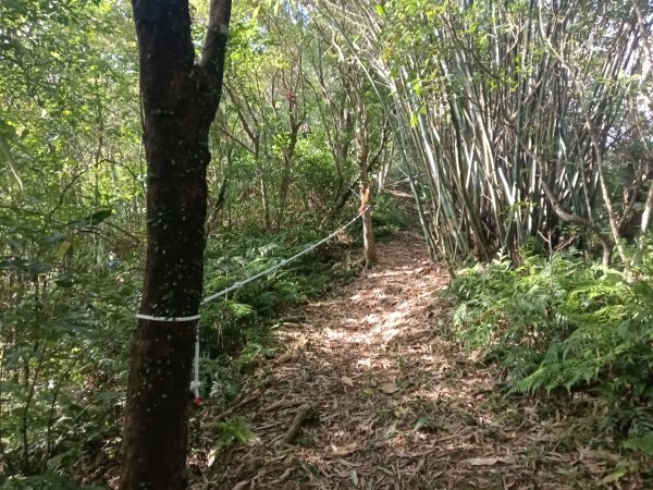 雙溪區東內平林山+上平林山+平林山去回2952471