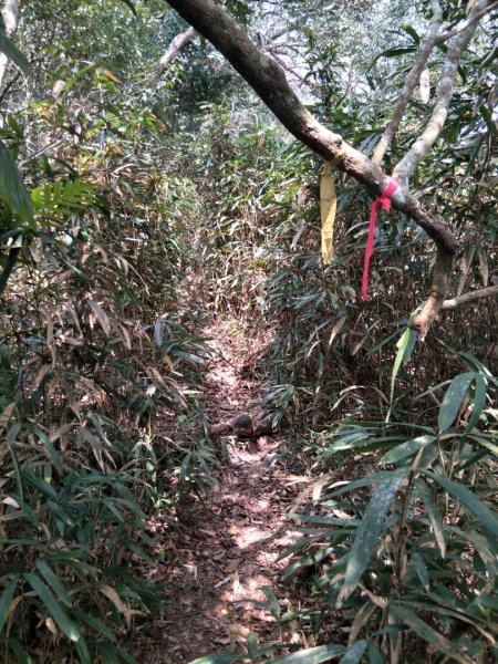 小百岳:白雲山1323207