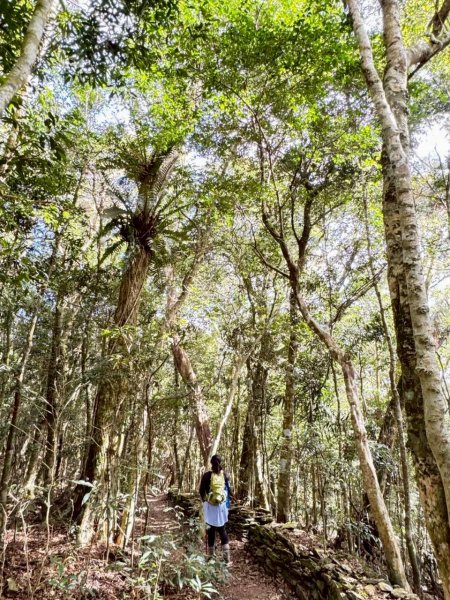 🌈1/11（日）六龜警備道~小百岳~鳴海山×網子山✨FB：熊熊趴爬走🌈2980533