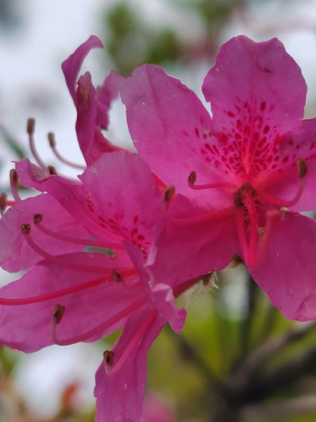 稍來小雪山國家步道、船型山、鞍馬山、鞍馬山東北峰、天池、雪山神木2799734
