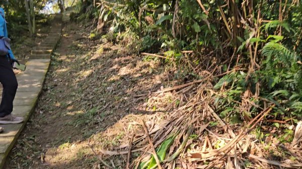 20251216太平山石門山小粗坑山O型+蕃薯藤TINA廚房2972575